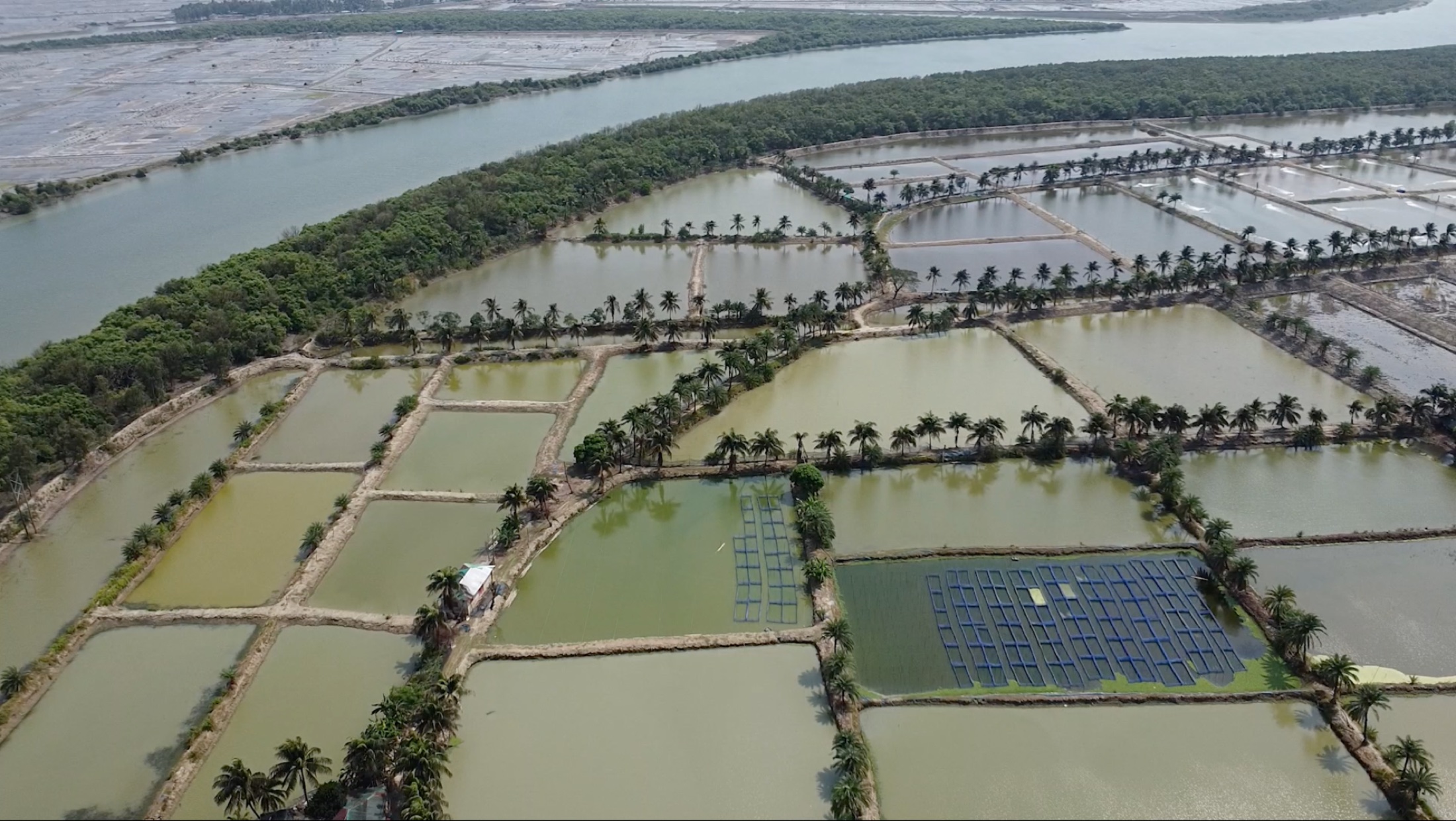 Extensive Niribili Fisheries grow-out estate